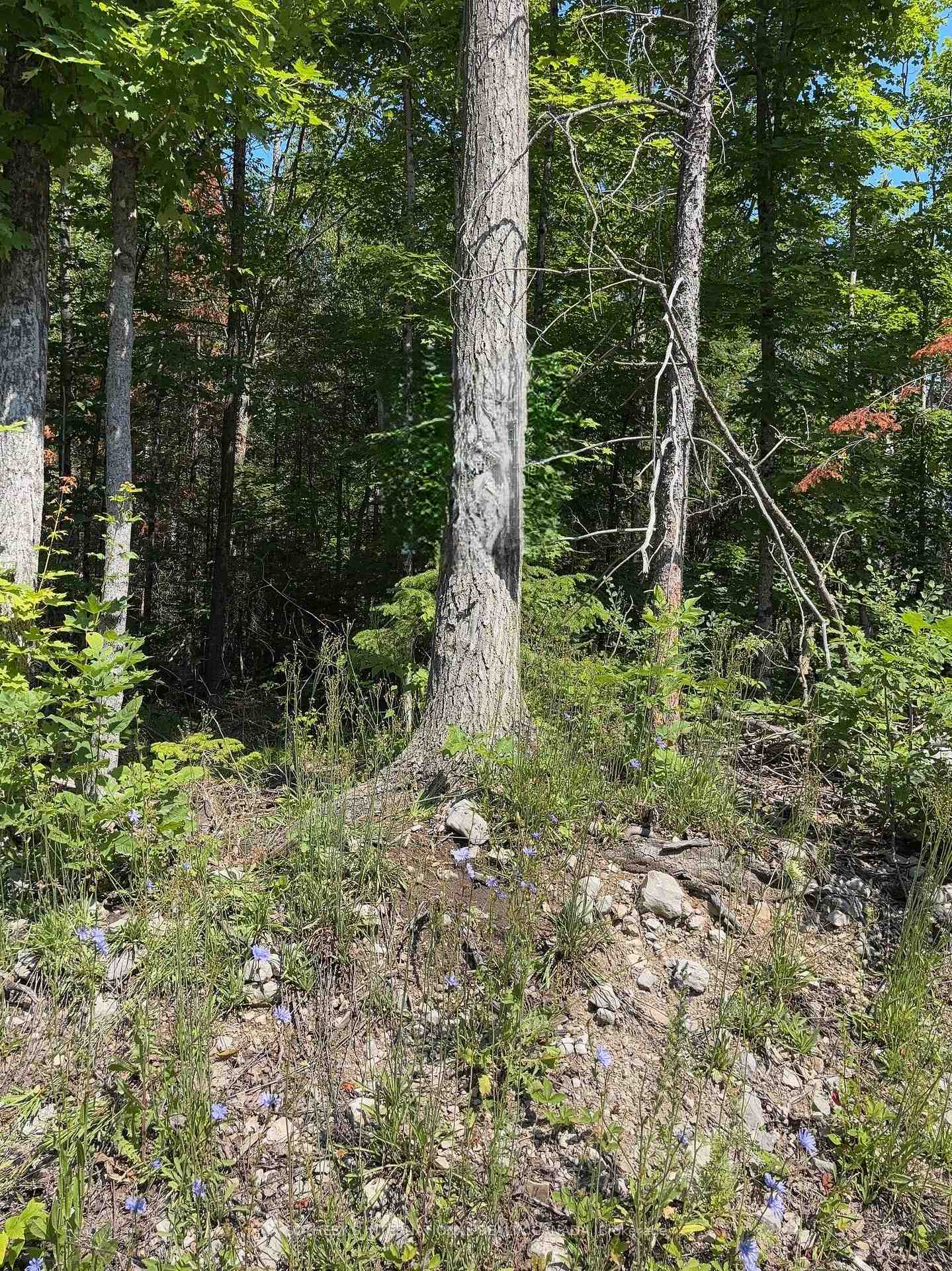 Lot 30 White Valley Road, Trent Lakes, ON K0M 1A0, Trent Lakes — photo 1