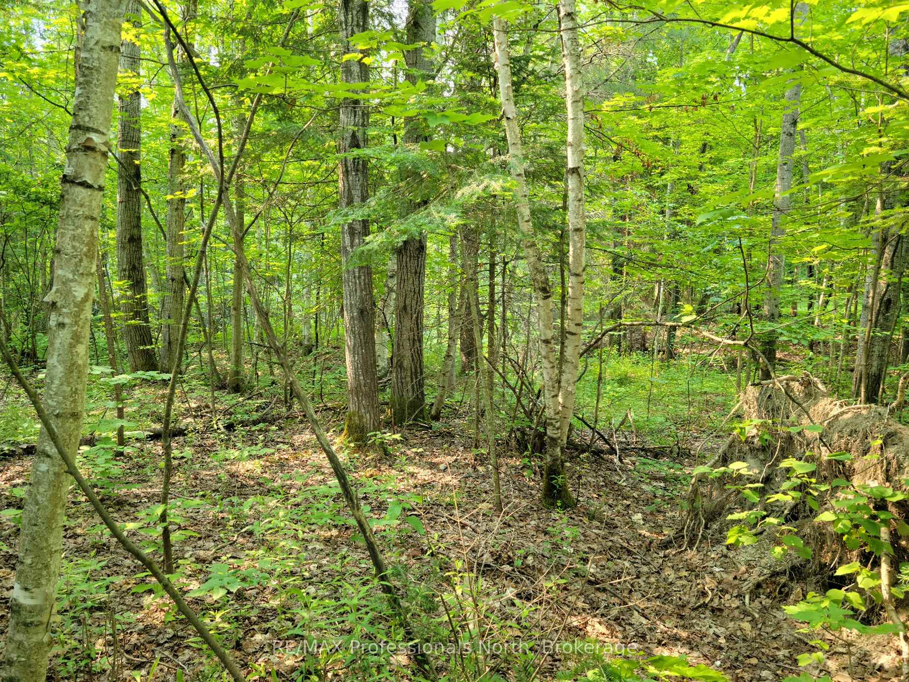 29 MOUNT VERNON Trail 29, Huntsville, ON P1H 1E3, Huntsville — photo 1